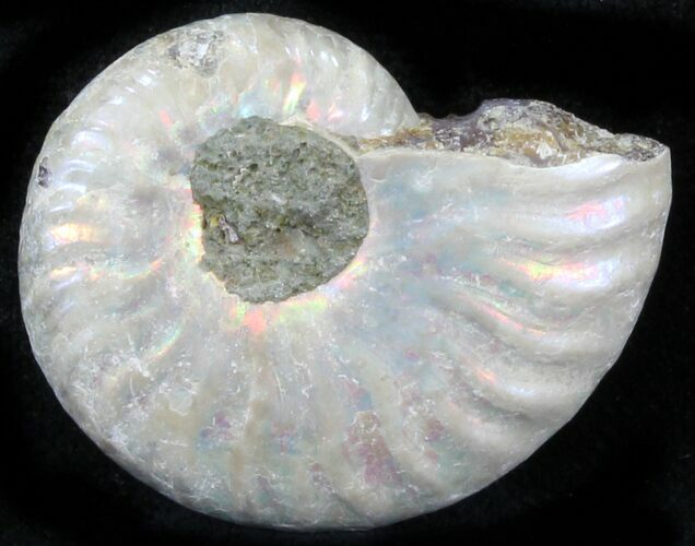 Silver Iridescent Ammonite - Madagascar #29867